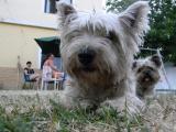 Laký :3