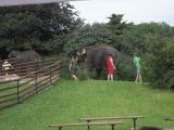 slonice na procházce