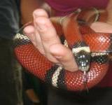 Hadi, plazi a hlodavci v hodině přírodopisu - říjen 2011